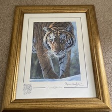 Stephen Gayford, Limited