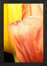 closeup of two tulips Framed
