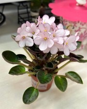 African Violet Miniature