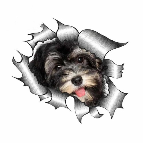 Havanese dog sticker torn - dog,