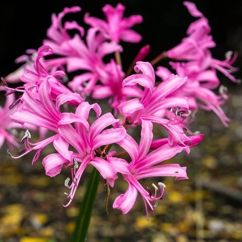 Nerine lily beautiful - nerine,