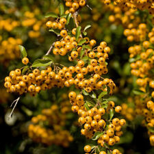 Pyracantha Hardy Shrub Upright