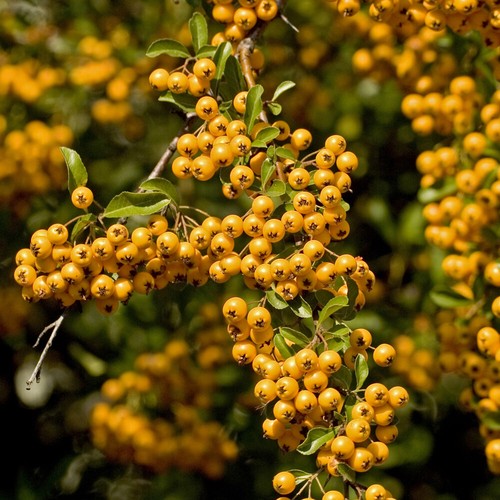 Pyracantha hardy shrub upright - pyracantha,