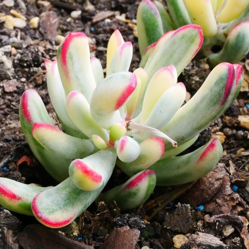 Cotyledon orbiculata - cotyledon,