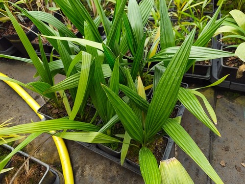 Phoenix reclinata cm pot - phoenix,