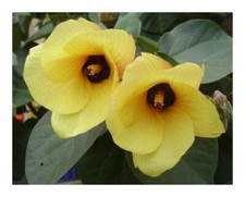Cotton Tree Hibiscus (Hibiscus
