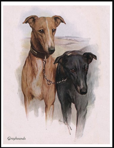 Greyhound dogs lovely - lovely, art