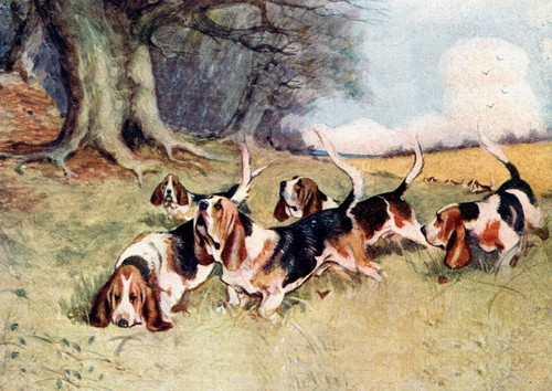 Basset hound dog greeting card - basset,