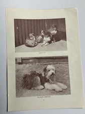 COLLIE PUPS & BOB TAILED SHEEP