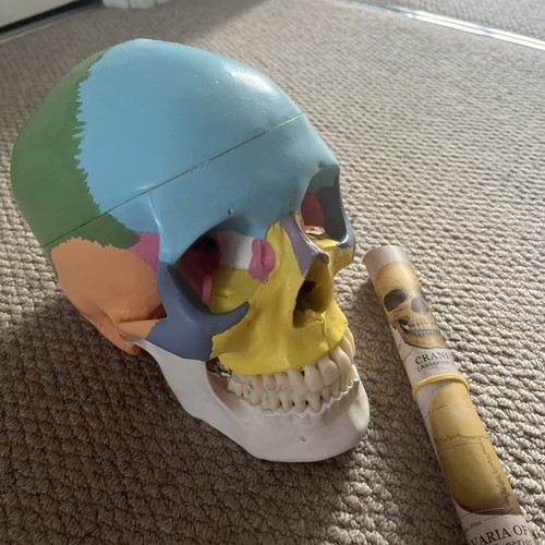 Colored anatomical human skull - anatomical,