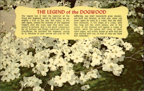 Dogwood tree legend history - dogwood,