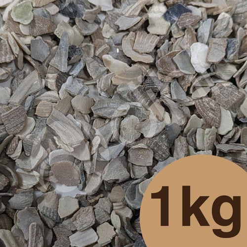 1kg poultry oyster - poultry, shell