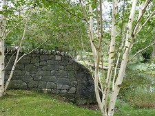 3 Silver Birch Jacquemontii