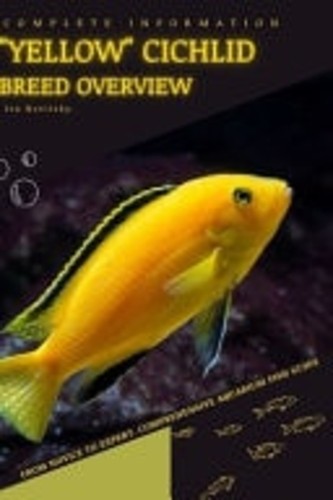 Yellow cichlid from - cichlid, novice