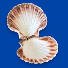 Large Natural Scallop Shell Dishes, Set of 2 Coastal Trinket Dish, Beach Decor