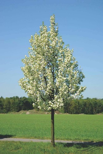 Pyrus calleryana