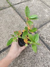 Crataegus schraderiana Blue