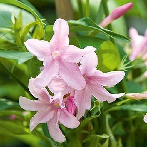 Pink jasmine jasminum - pink,