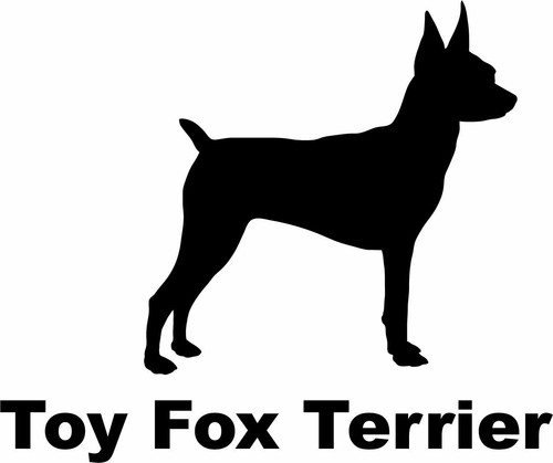 Toy fox terrier - toy,