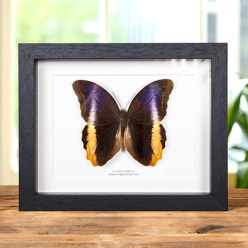 Yellow edged giant owl - giant,