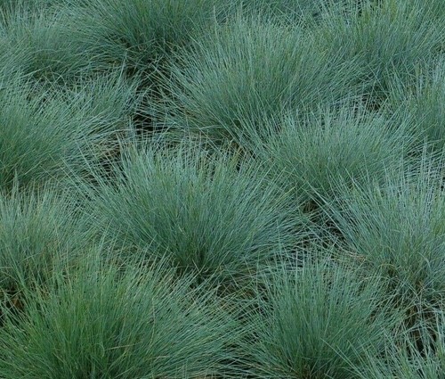 Blue fescue grass - blue, 300+