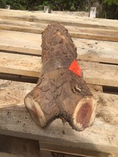 Yew Wood,yew Length,yew,yew Timber 