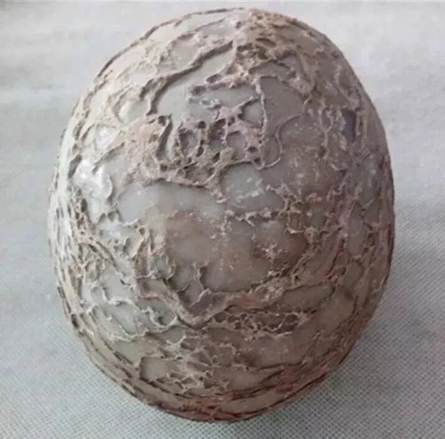 Segnosaur dinosaur egg - dinosaur,
