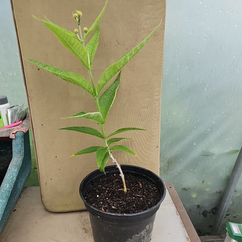 Buddleia globosa orange - buddleia, ball