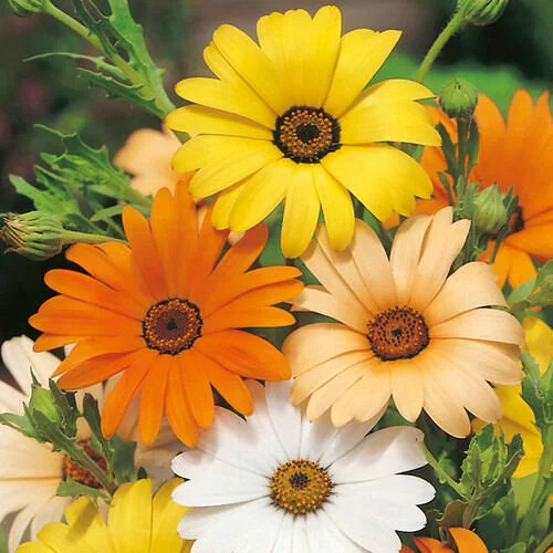 African daisy seeds - daisy,