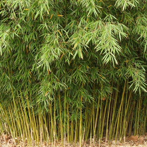 Fargesia robusta campbell - robusta,