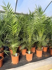 Phoenix Date Palm Tree 3-4ft