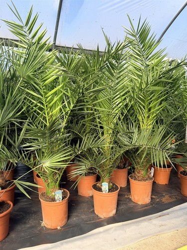 Phoenix date palm - tree, 3-4ft