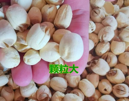 Dried lotus seeds - seeds,
