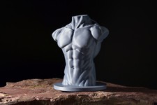 Male Torso Manikin | Male