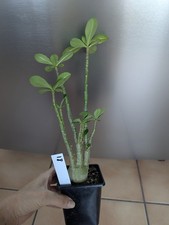 Adenium Obesum /Desert Rose/Succulent/Cactus/Caudex Uk Houseplant 