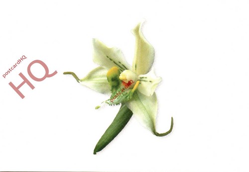 Picture postcard flower - picture,