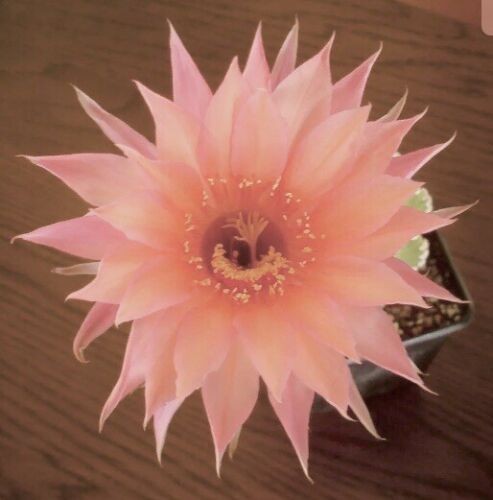 Large flowered echinopsis - flowered,