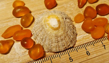 x20 pieces amber sea beach