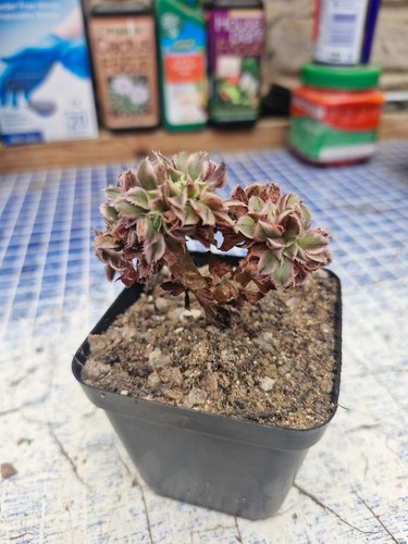 Aeonium sunburst crested or - aeonium, 'sunburst'