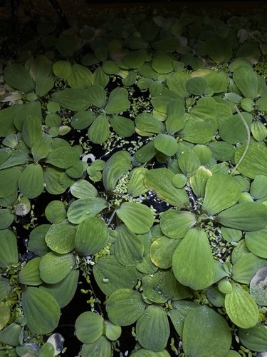 X10 inch large water - 2-3,