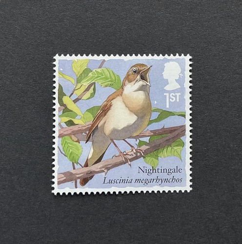 Common nightingale bird - nightingale,