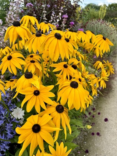 Rudbeckia goldstrum hardy - rudbeckia, goldstrum|