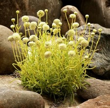 Santolina Lemon Fizz Cotton