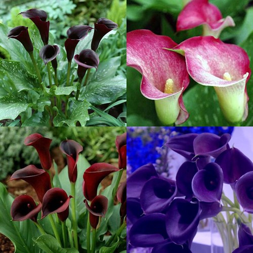 Calla lily zantedeschia - calla,