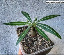 Dorstenia Lancifolia 3x Seeds
