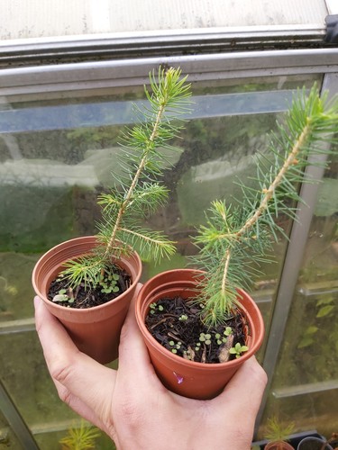 Norway spruce seedlings - norway,