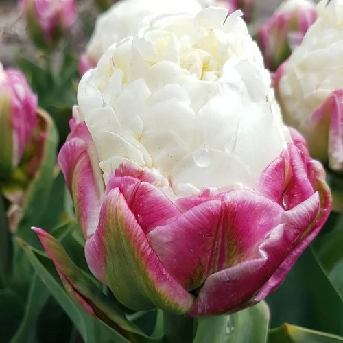 Tulip ice cream - ice, x10