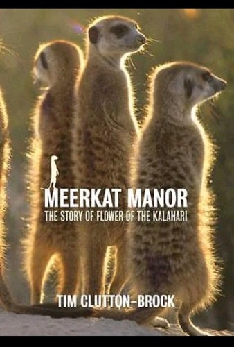 Meerkat manor flower the - meerkat,