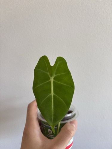 Alocasia green velvet small - alocasia,