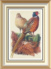 Original Old CHARLES TUNNICLIFFE Lithograph Wildlife Art Print PHEASANT GameBird